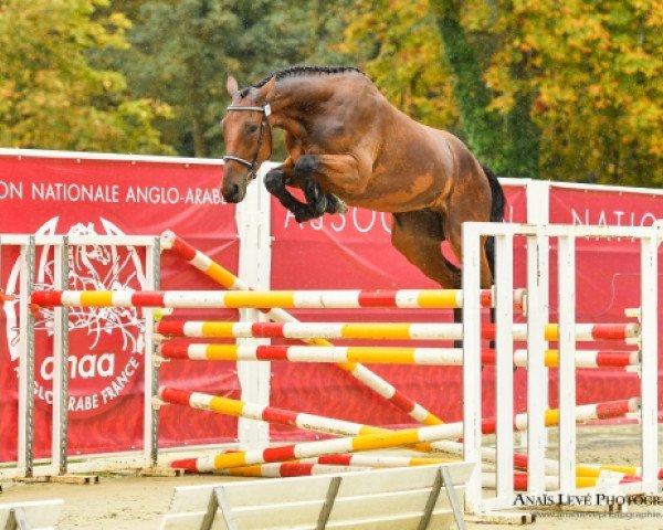 horse Fargann des Loges (Selle Français, 2015, from Aristide de Hus)