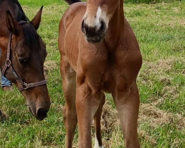 Pferd Diamond Rock (Westfale, 2023, von Diamond Deluxe)