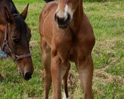 Pferd Diamond Rock (Westfale, 2023, von Diamond Deluxe)
