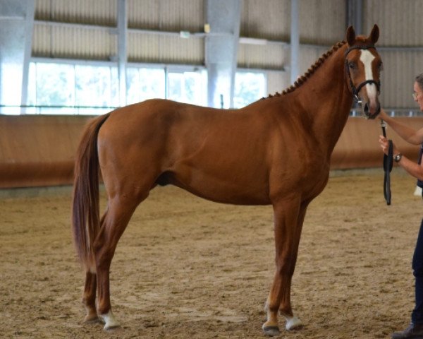 eventing horse Junior des Loges AA (Anglo-Arabs, 2019, from Upsilon AA)
