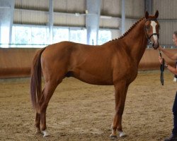 eventing horse Junior des Loges AA (Anglo-Arabs, 2019, from Upsilon AA)