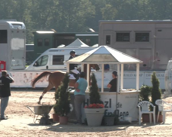Reitturnier Ranshofen - Braunau am Inn 2023