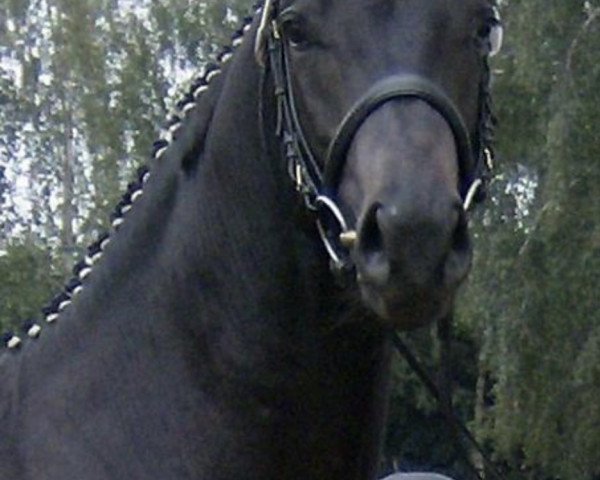 horse Bernado (Trakehner, 2005, from Lossow)