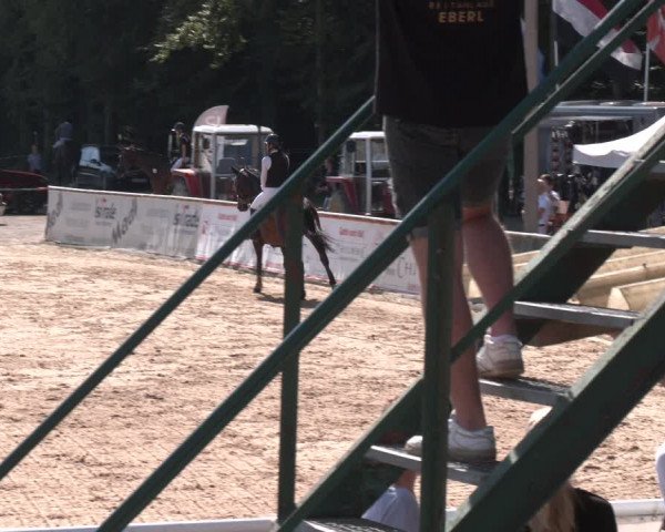 Reitturnier Ranshofen - Braunau am Inn 2023