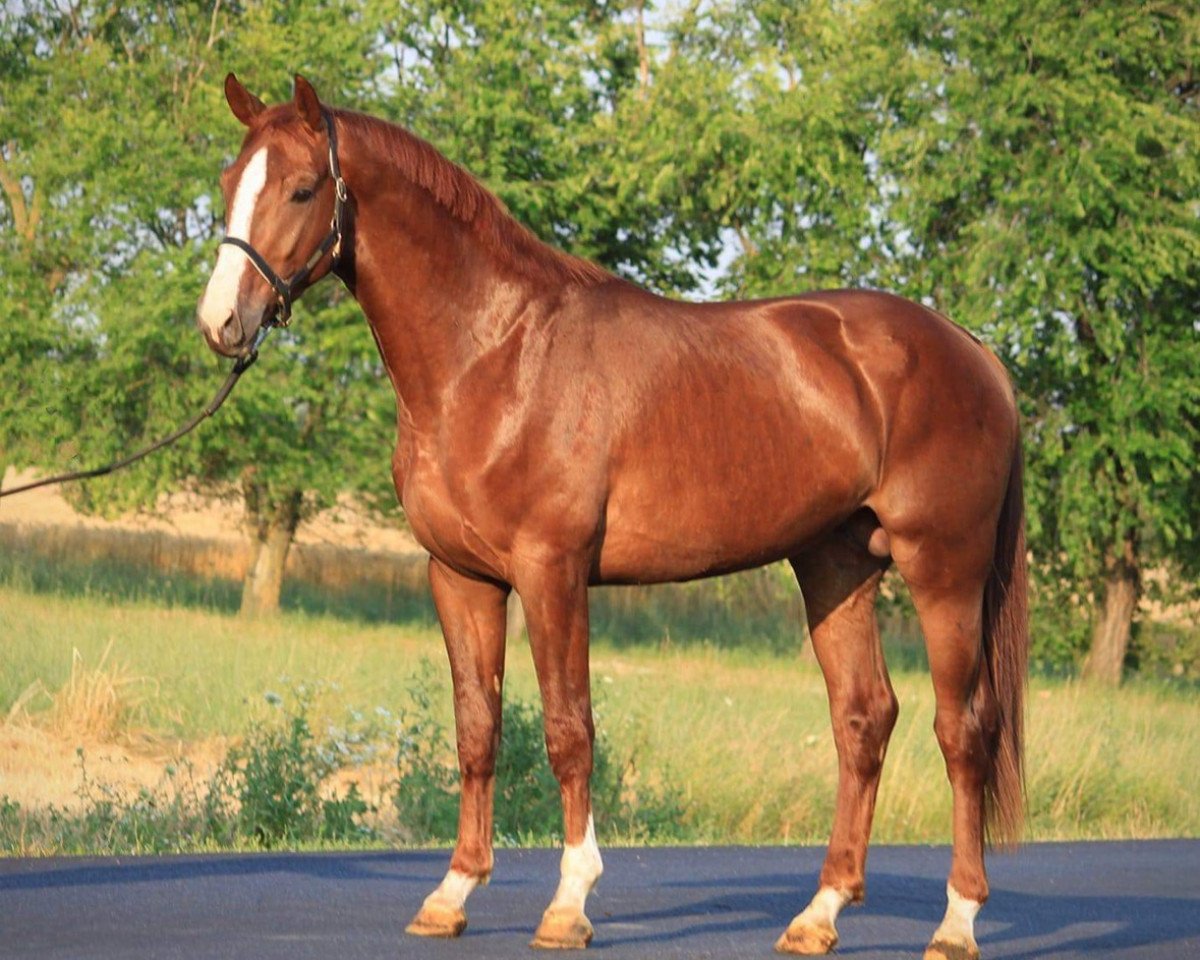 horse Priceless SL (KWPN (Royal Dutch Sporthorse), 2020, from Chaqui Z)