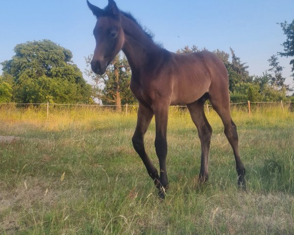 horse Can´t forget (German Sport Horse, 2023, from Cordess 2)