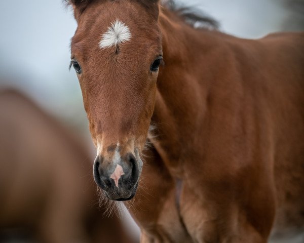 horse Verdima (Westphalian, 2023, from Verdi)