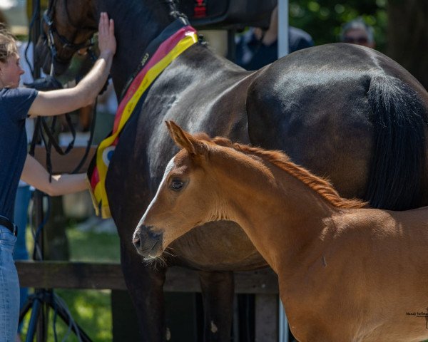 horse Viaroma (Hanoverian, 2023, from Vivaldos)