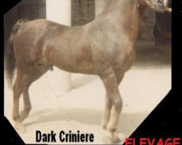 Deckhengst Kiwi Roche (Welsh-Cob (Sek. D), 1976, von Cherauds Ginger)