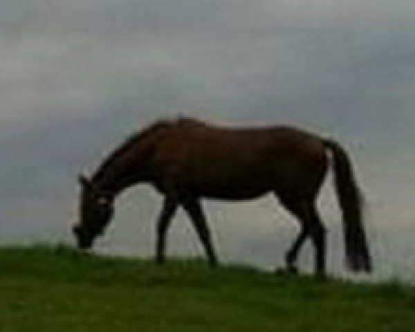 horse Rivana (Oldenburg, 2004, from Relevant)