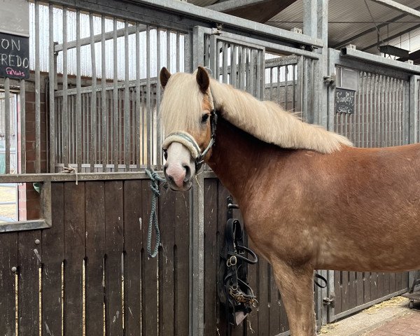 horse Alfredo (Haflinger, 2019, from Liz. Alvermann)