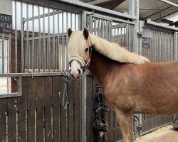Pferd Alfredo (Haflinger, 2019, von Liz. Alvermann)