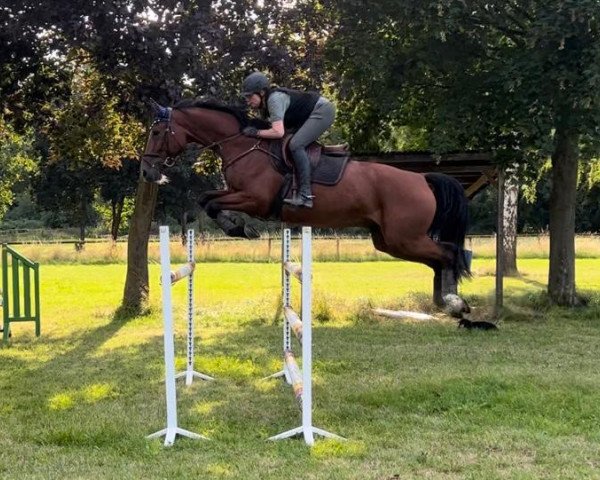 jumper Caitano 42 (German Sport Horse, 2014, from Casdorff)
