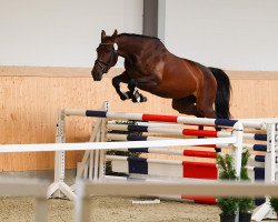 jumper Pippilotta C (Oldenburg show jumper, 2019, from Karl Von Linde P)