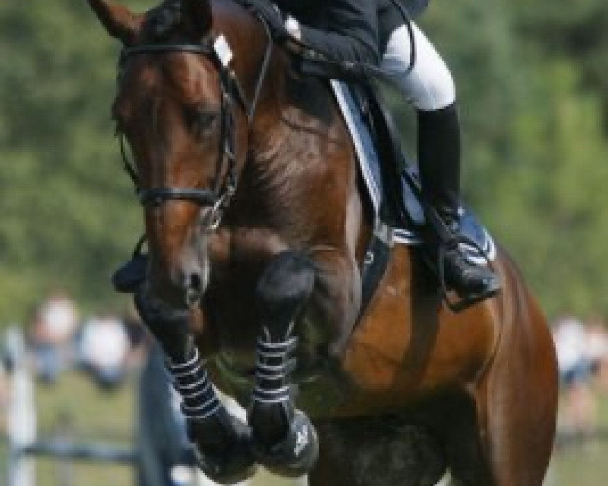 stallion Lucifer Platiere (Selle Français, 1999, from Quidam de Revel)