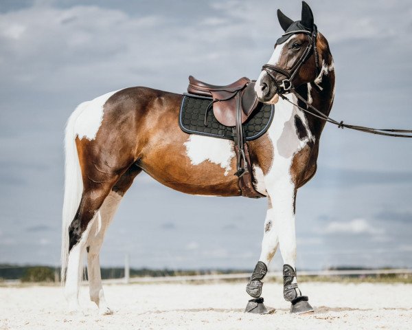 Springpferd Elina Rc (Deutsches Reitpferd, 2017, von Loveless)