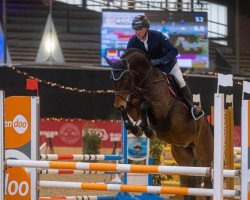 Springpferd Balou de Luxe (Hannoveraner, 2017, von Balous Bellini)