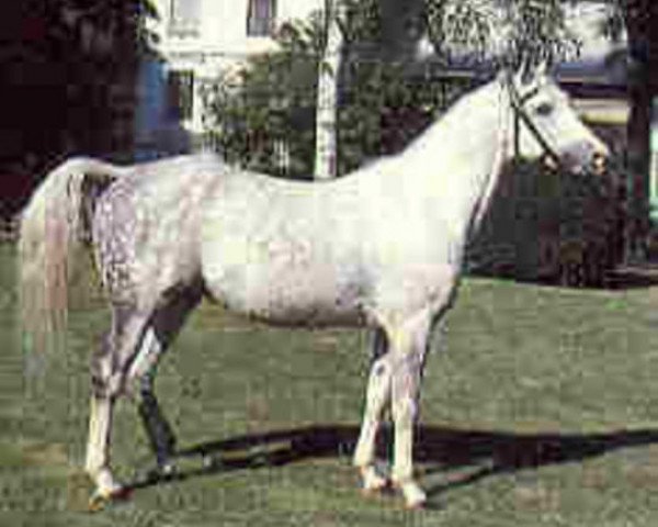 stallion Begon ox (Arabian purebred, 1974, from Baj ox)