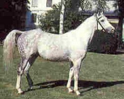 stallion Begon ox (Arabian purebred, 1974, from Baj ox)