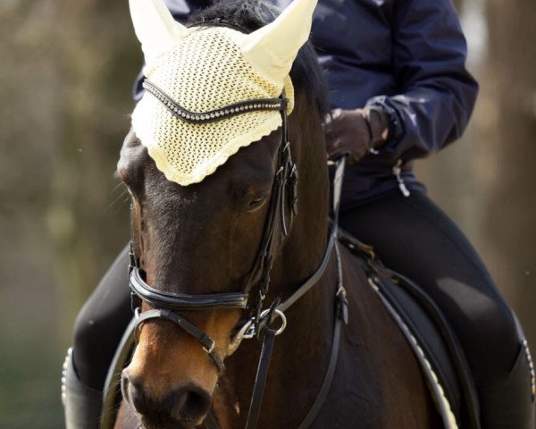 horse Hawkin (Oldenburg, 2009, from Heops)