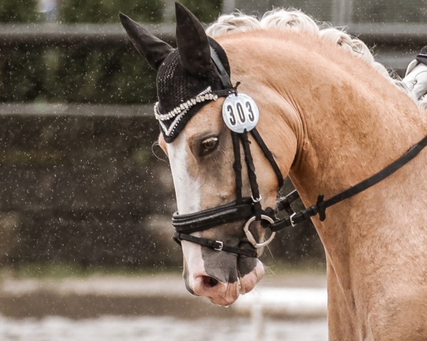 Dressurpferd Piece of gold Z (Deutsches Reitpony, 2017, von Paul SG)