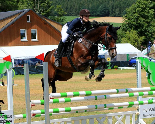 Springpferd Carlo 452 (Oldenburger Springpferd, 2009, von Carlucci 13)
