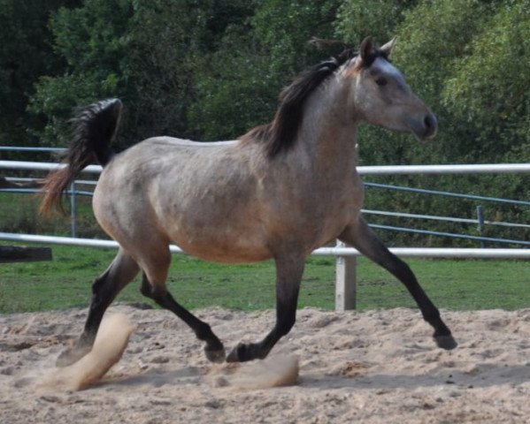 Zuchtstute Twilight (Deutsches Reitpferd, 2019, von D-Power AT)