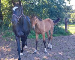 broodmare Paloma Picasso (Holsteiner, 2000, from Levantos I)