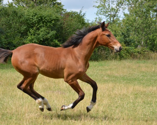 horse Stute von Clarimo / Levantos I (Holsteiner, 2023, from Clarimo Ask)