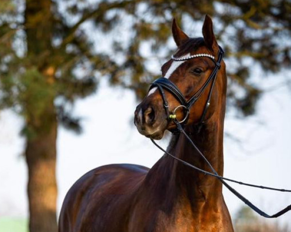 horse Barbera d'Asti (Hanoverian, 2018, from Blue Hors Baron)