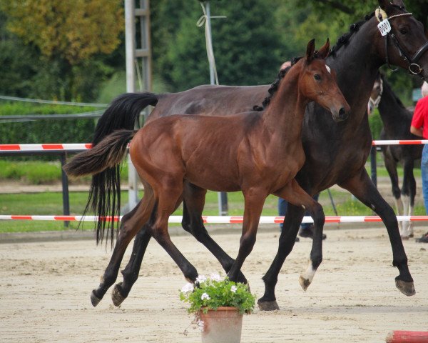 horse Blind Date (Westphalian, 2023, from Babylon Berlin)