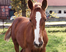 horse My Rijenna S (Westphalian, 2022, from Madness 15)
