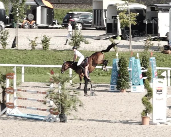 Pferdesporttage Bülach 2021