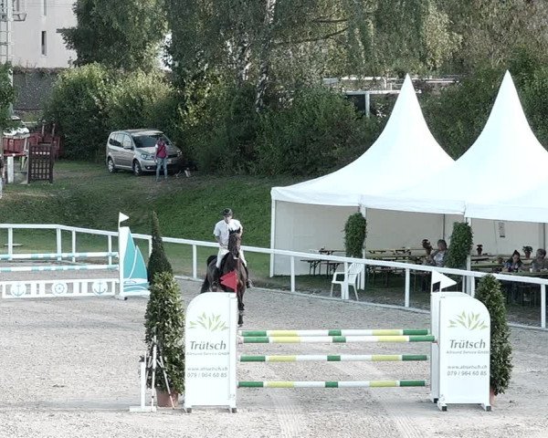 Pferdesporttage Bülach 2021