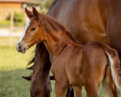 Pferd Walegra K (Österreichisches Warmblut, 2023, von Fineline)