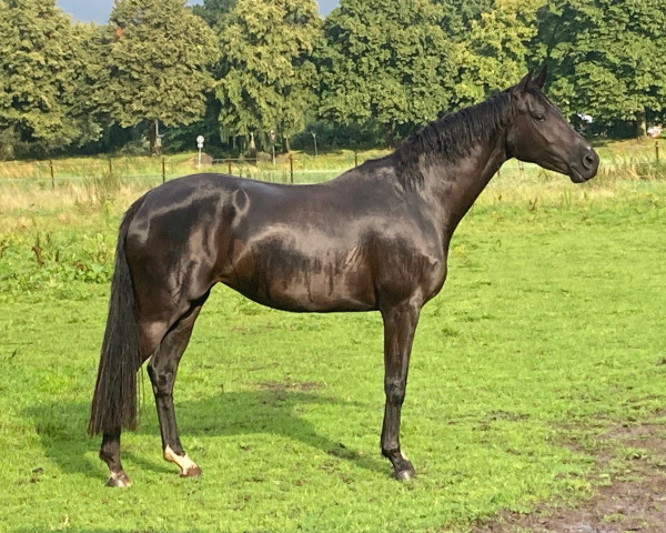 Pferd Baron's Baila (Westfale, 2019, von Blue Hors Baron)