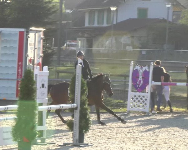 Reitturnier Dompierre 2023