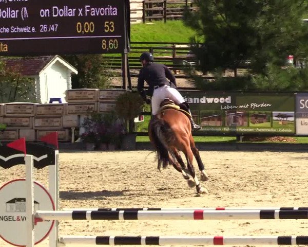 Reitturnier Schnarup-Thumby 2023