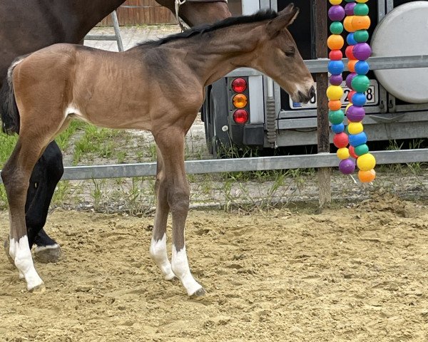 horse Benito (Westphalian, 2023, from Bonhoeffer)
