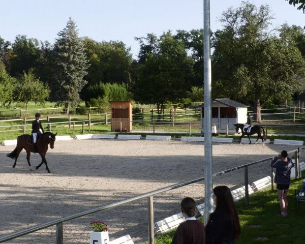 Reitturnier Köngen 2023