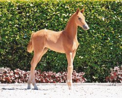 horse Mia (Oldenburg, 2022, from Morricone)