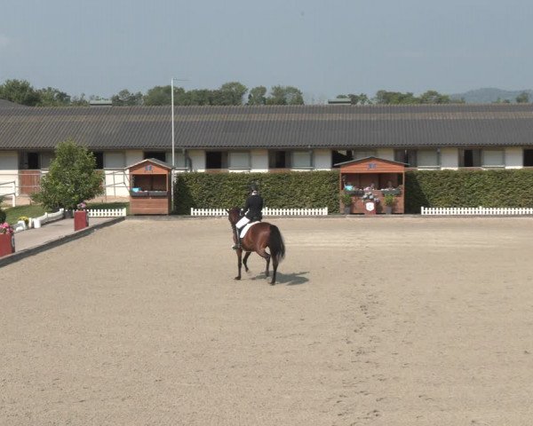 Reitturnier Gerasdorf bei Wien 2023