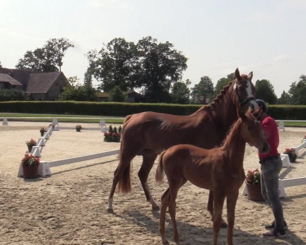 Westfälische Stuten- und Fohlenschau Münster-Handorf 2023