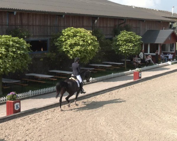Reitturnier Gerasdorf bei Wien 2023