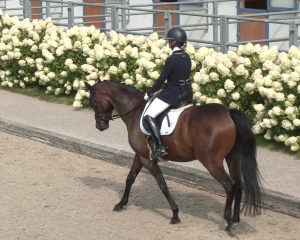 Reitturnier Gerasdorf bei Wien 2023