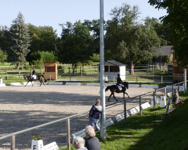 Reitturnier Köngen 2023