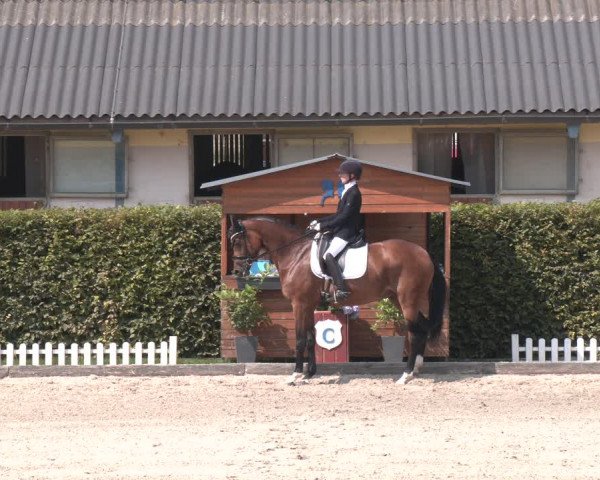 Reitturnier Gerasdorf bei Wien 2023