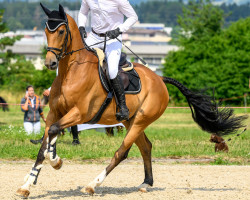 jumper Campino RZ (German Sport Horse, 2017, from Casanova Royal)