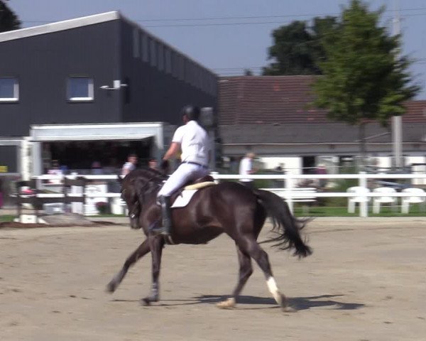 Reitturnier Dortmund-Asseln 2023