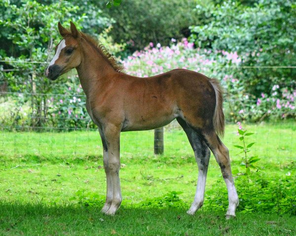 horse Overflow Dancing Queen (UK Pony, 2023, from SF Detroit)
